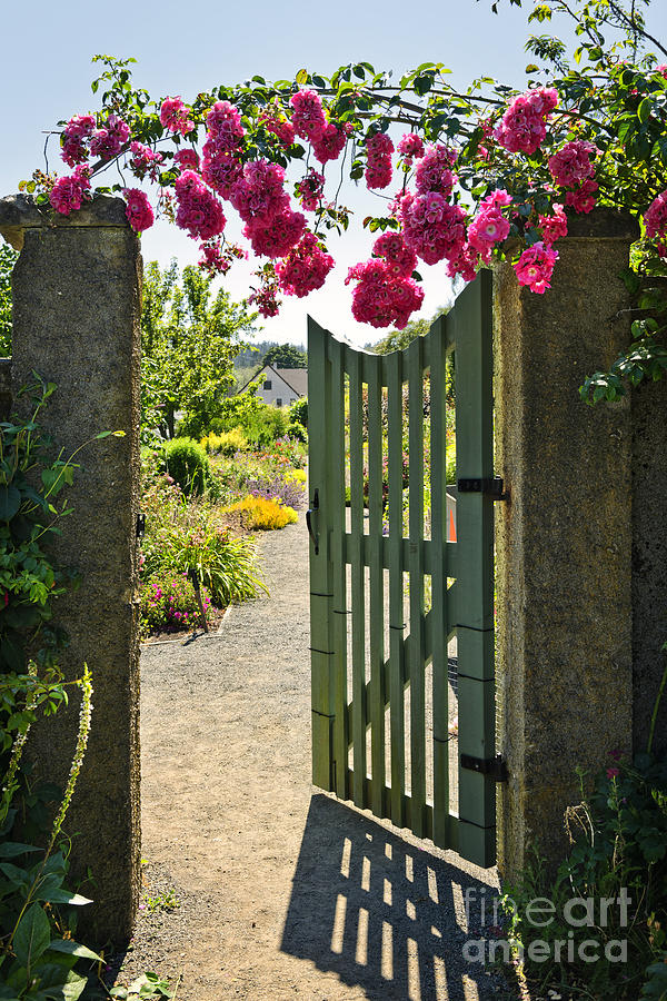 Open garden gate with roses Photograph by Elena Elisseeva