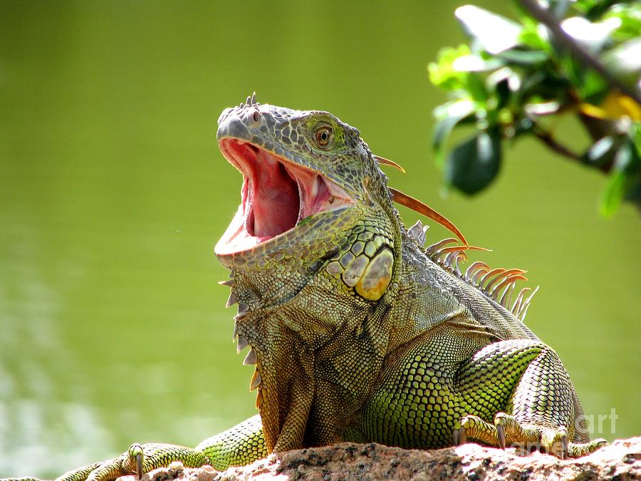 Wildlife Photograph - Open Mouth Iguana by Patricia Blake