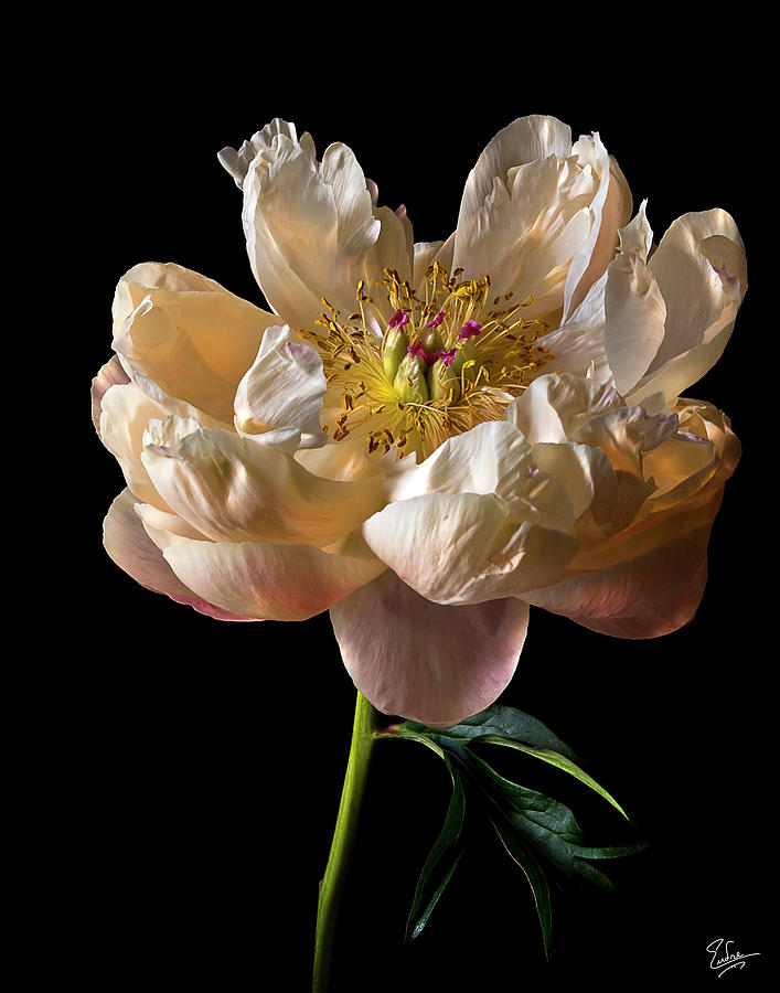 Open Peony Photograph by Endre Balogh
