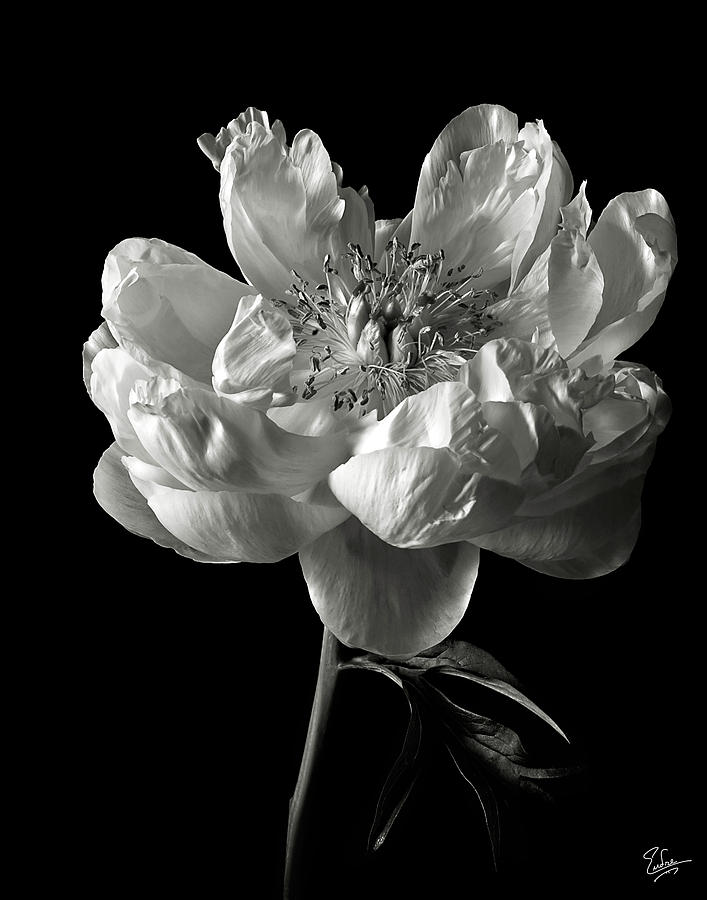 Open Peony in Black and White Photograph by Endre Balogh