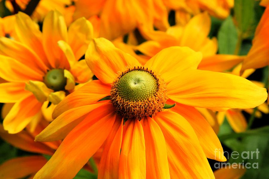 Pacific Northwest Sunshine Flower Photograph by Tap On Photo
