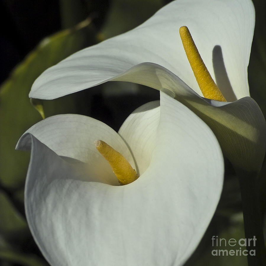 Open white calla lily Photograph by Heiko Koehrer-Wagner