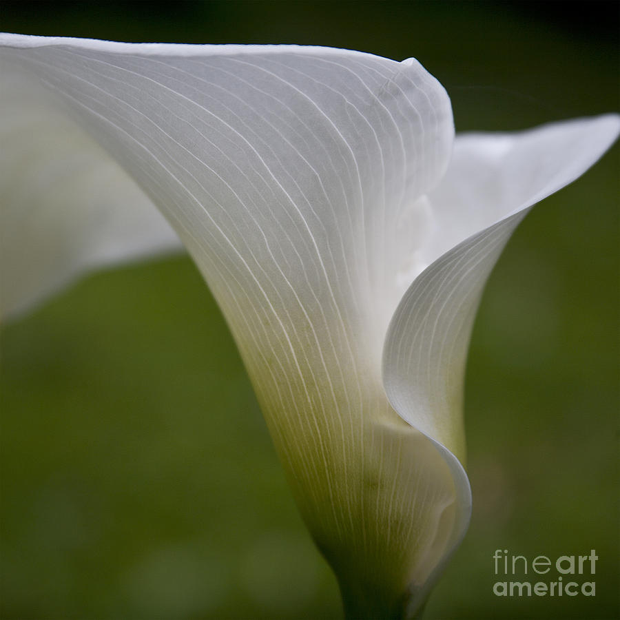 Open white calla lily II Photograph by Heiko Koehrer-Wagner