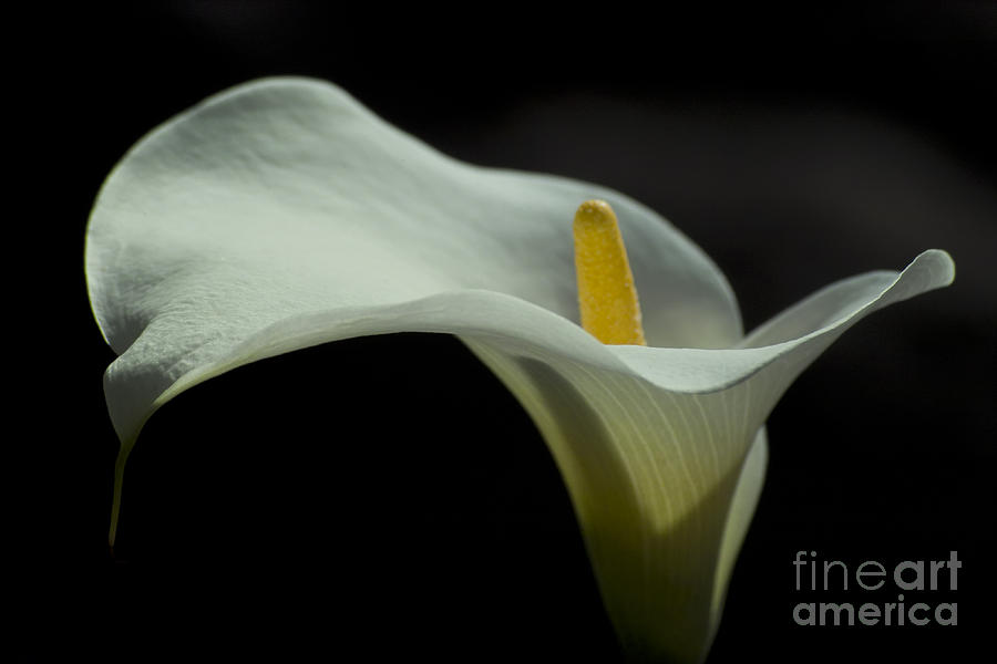 Open white calla lily IV Photograph by Heiko Koehrer-Wagner