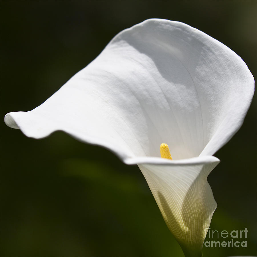 Open white calla lily V Photograph by Heiko Koehrer-Wagner