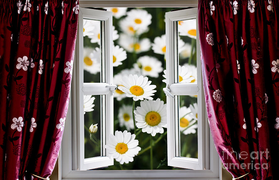 Open windows onto large daisies Photograph by Simon Bratt