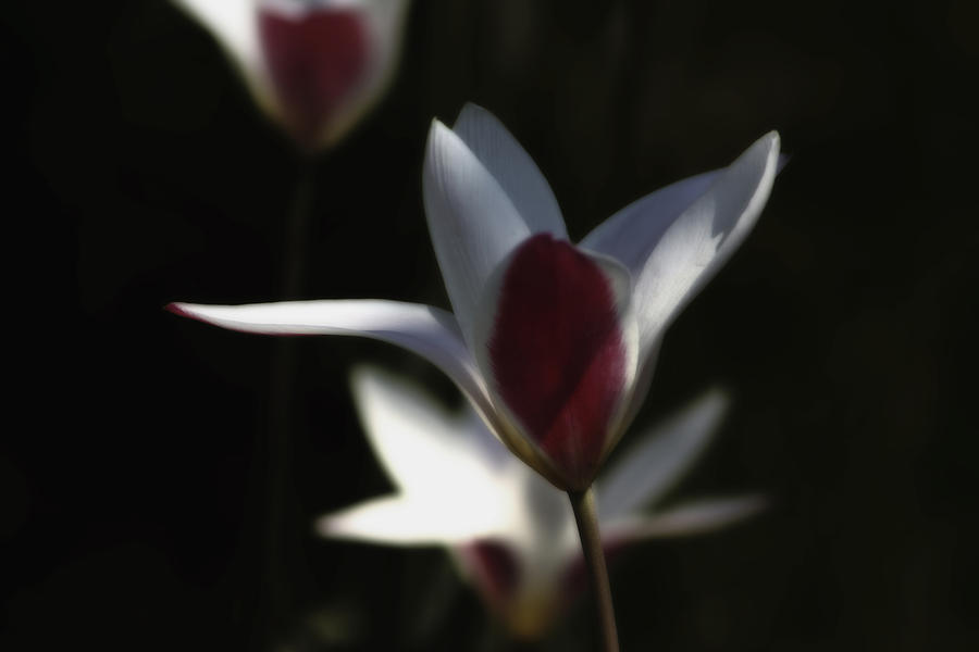 Opened Kaufmanniana Tulip Photograph by Richard Gregurich