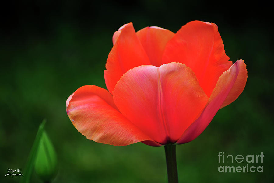 Tulip Photograph - Opened Red by Diego Re