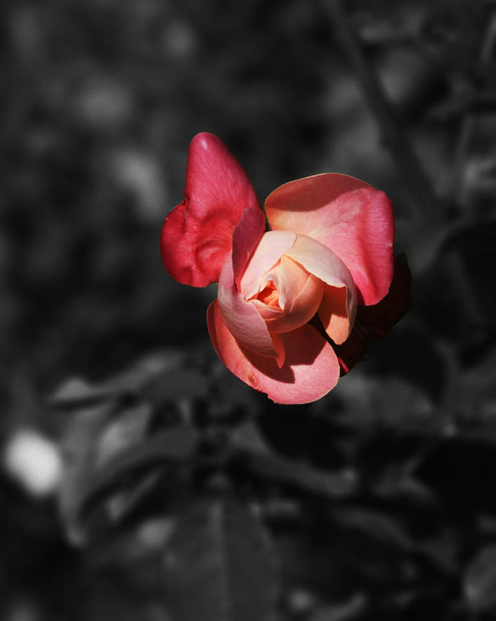 Red Photograph - Opening Rose on Black IMG 4784 2012 by Torrey E Smith Red Photograph - Opening Rose on Black IMG 4784 2012 by Torrey E Smith