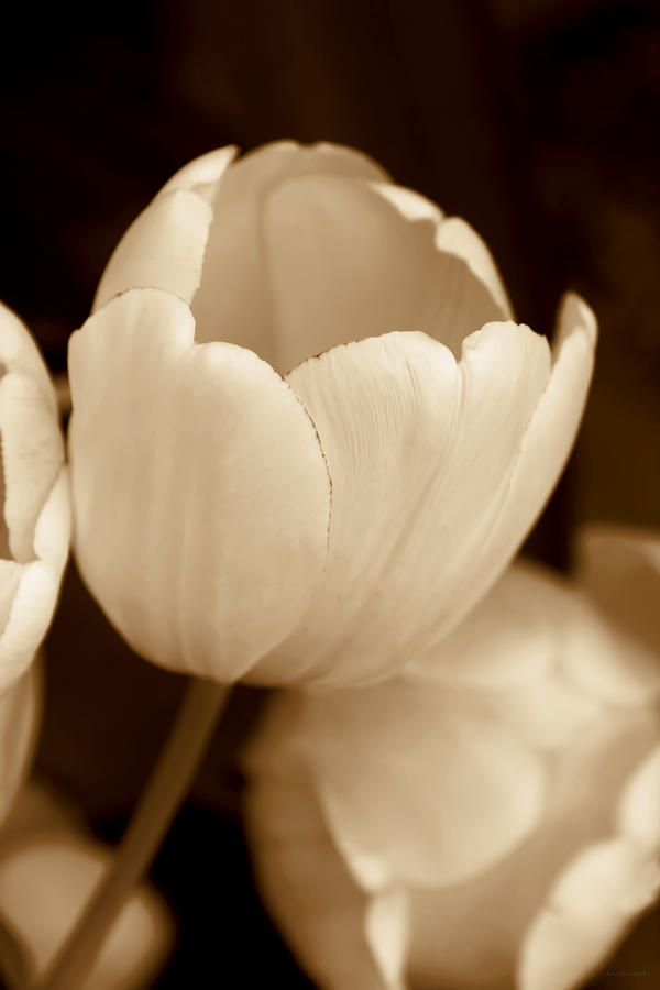 Opening Tulip Flower Sepia Monochrome Photograph by Jennie Marie Schell