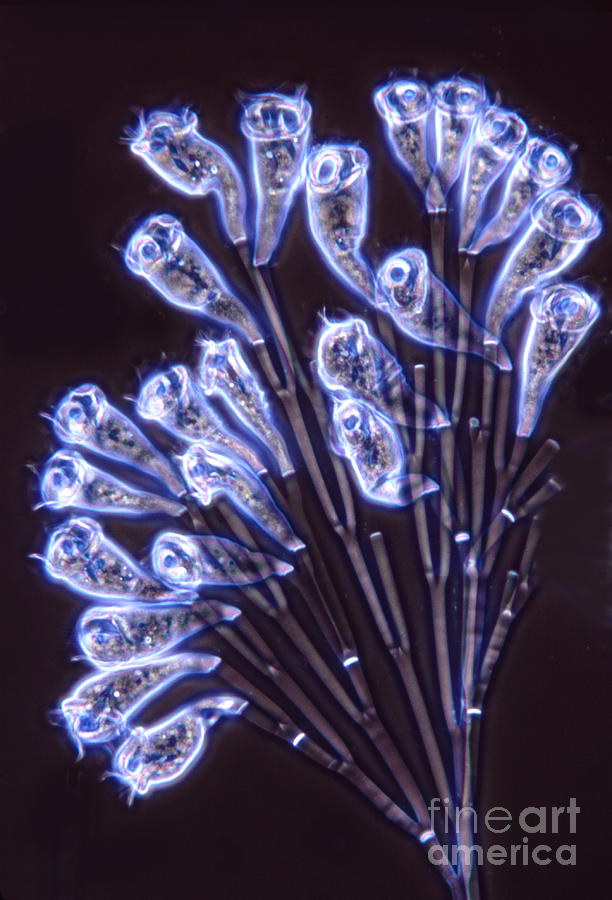 Light Microscopy Photograph - Opercularia Articulata by M I Walker