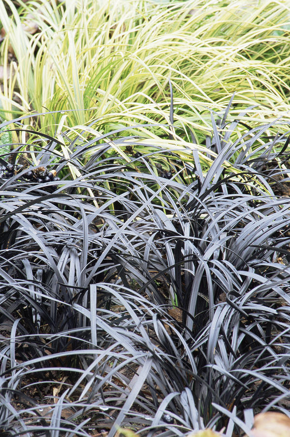 Ophiopogon Planiscapus 'nigrescens' Photograph by Archie Young - Fine ...