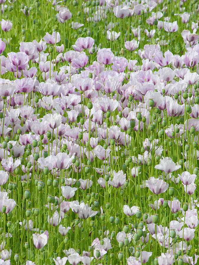 Nature Photograph - Opium Poppies (papaver Somniferum) by Tony Craddock