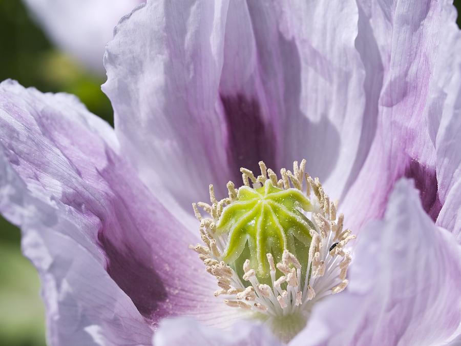 Nature Photograph - Opium Poppy (papaver Somniferum) by Adrian Bicker