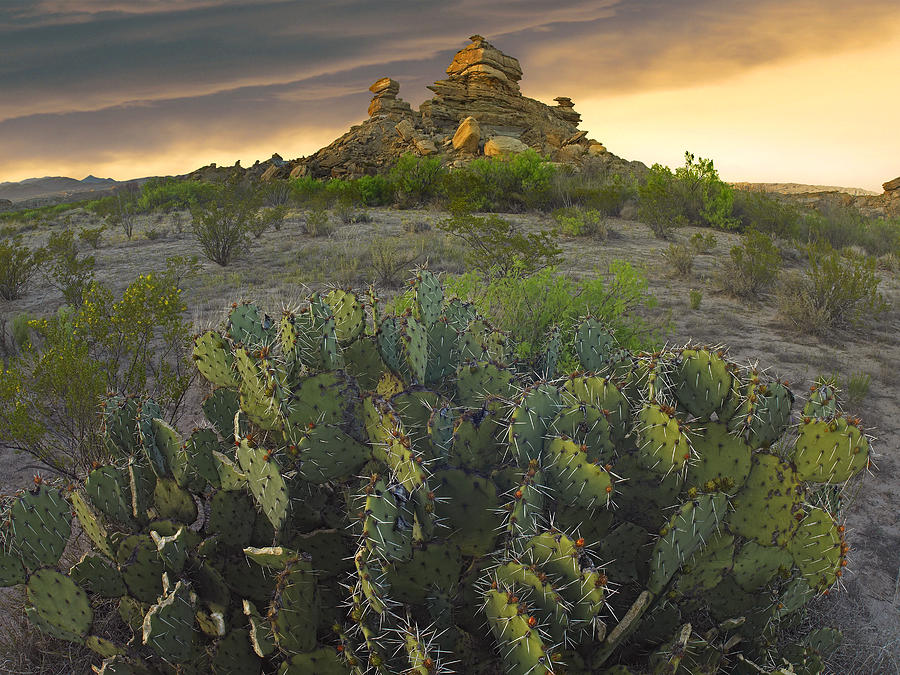 Opuntia And Hoodoos Big Bend National Photograph by Tim Fitzharris