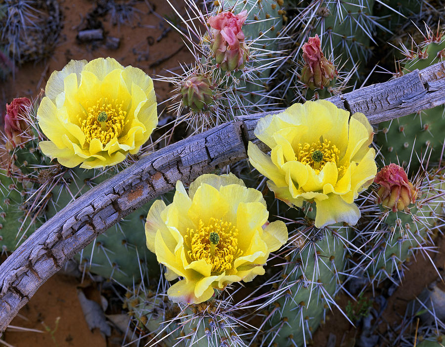Opuntia Cactus Blooming North America Photograph by Tim Fitzharris