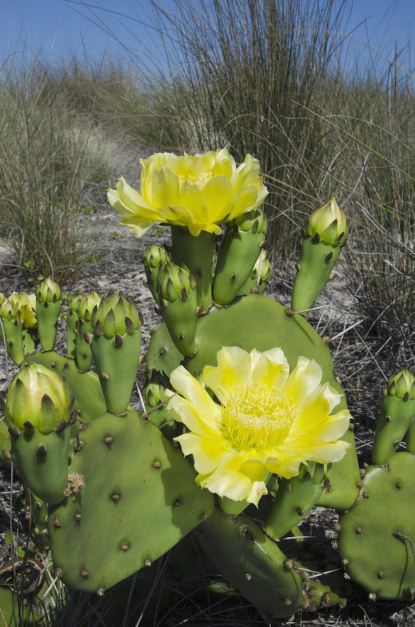 Opuntia Opuntia Sp Cactus Flowering Photograph by Pete Oxford