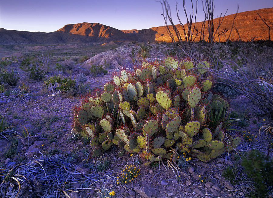 Opuntia Opuntia Sp In Chihuahuan Desert Photograph by Tim Fitzharris