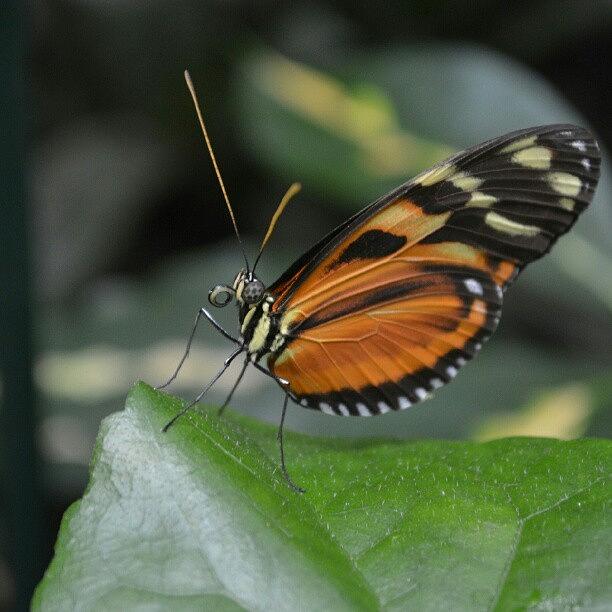Butterfly Photograph - Orange And Black by Austin Engel