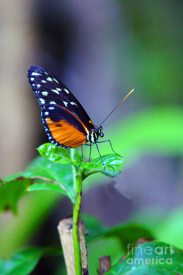 Orange and Black Butterfly Photograph by Randy Harris