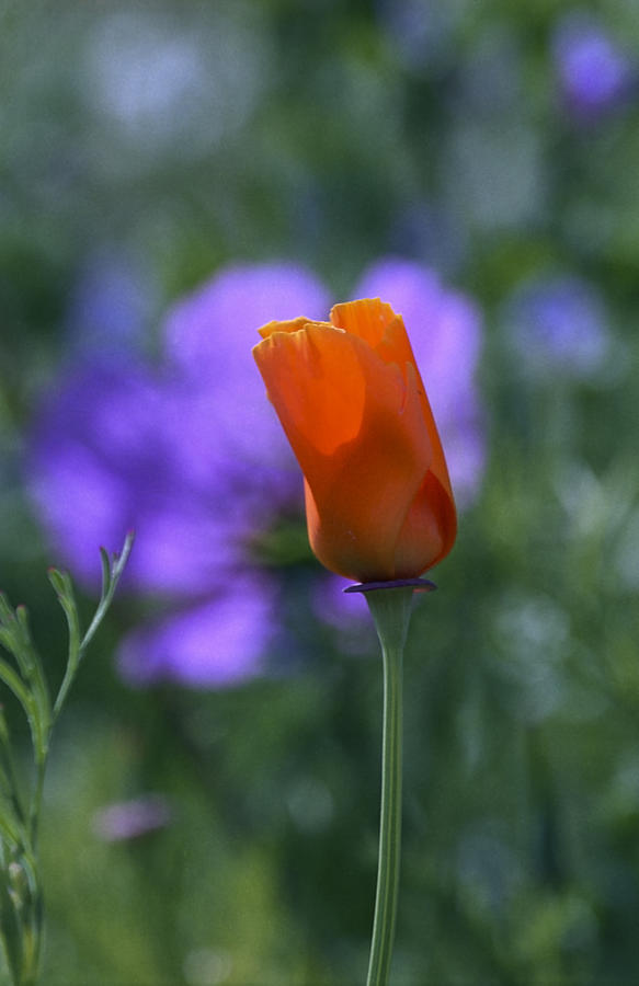 Flower Photograph - Orange and blue flowers by Patrick Kessler