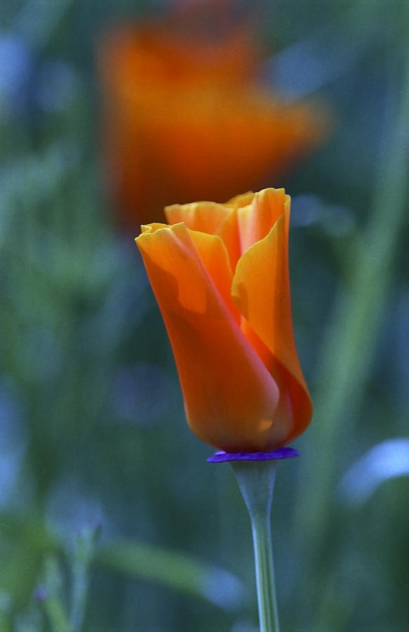 Orange And Blue Flowers Photograph