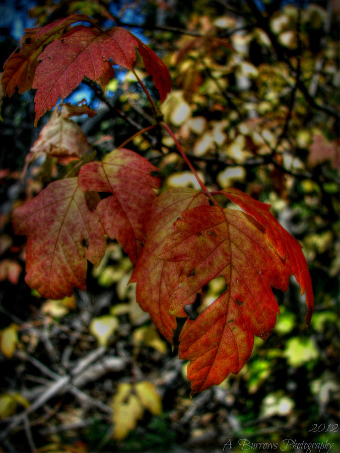 Orange and Red Leaves Photograph by Aaron Burrows