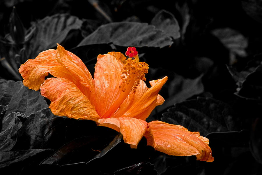 Orange And Red On Black Photograph by Burney Lieberman
