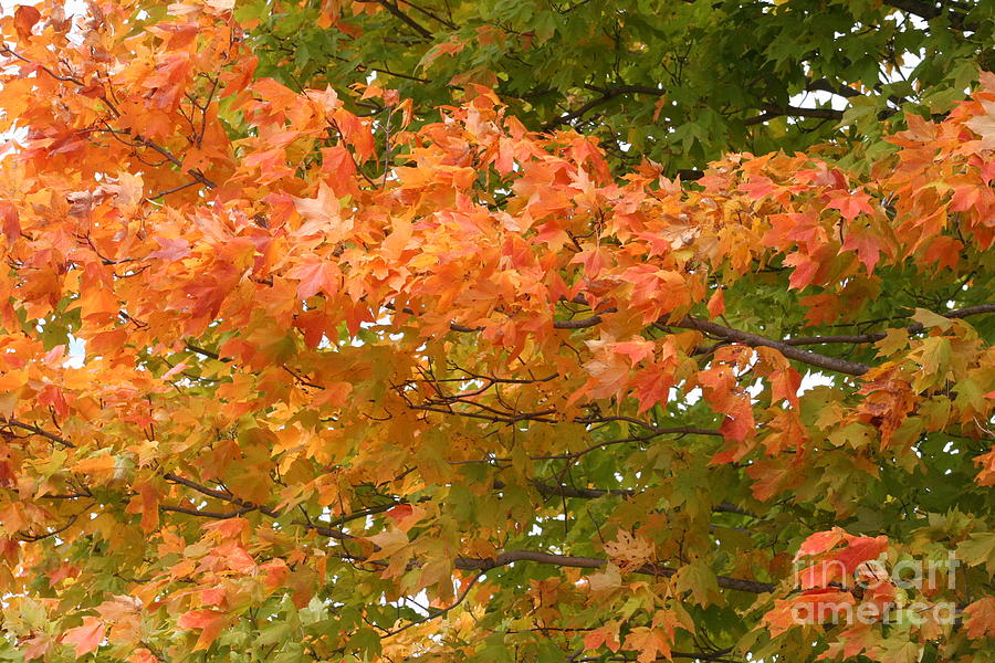 Orange and Red Photograph by Roger Look | Fine Art America