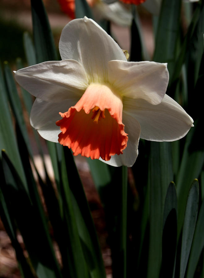 Orange and White Daffodil - 1 Photograph by Robert Morin