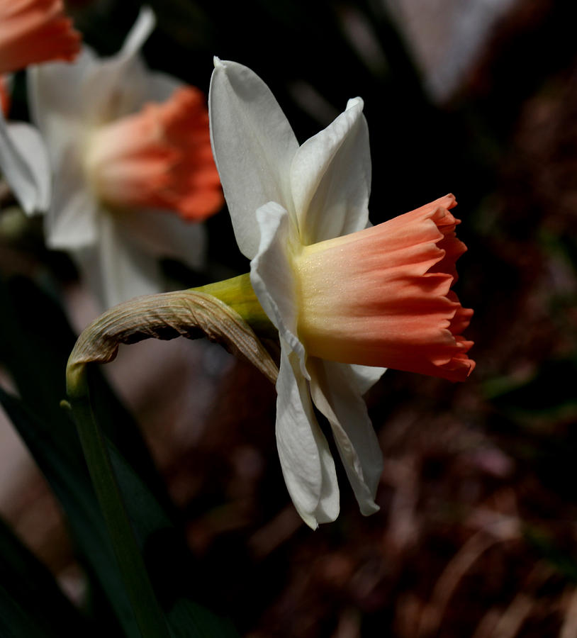Orange and White Daffodil - 2 Photograph by Robert Morin