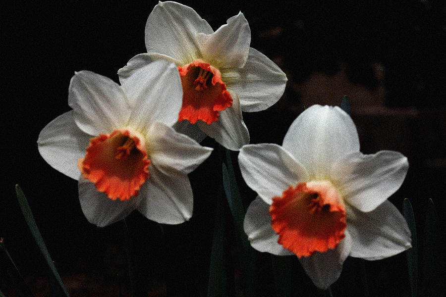 Orange and White Daffodil - 3 Photograph by Robert Morin