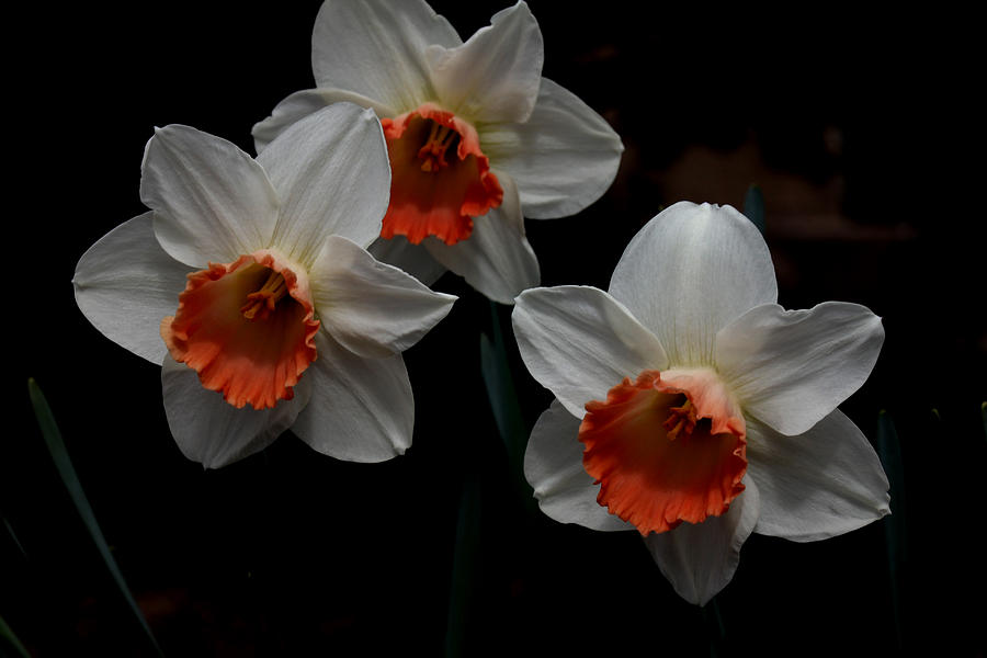 Orange and White Daffodils - 4 Photograph by Robert Morin