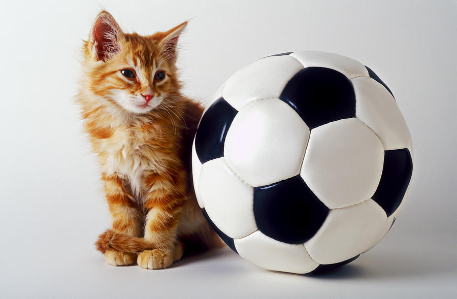Cat Photograph - Orange and white kitten with soccor ball by Garry Gay