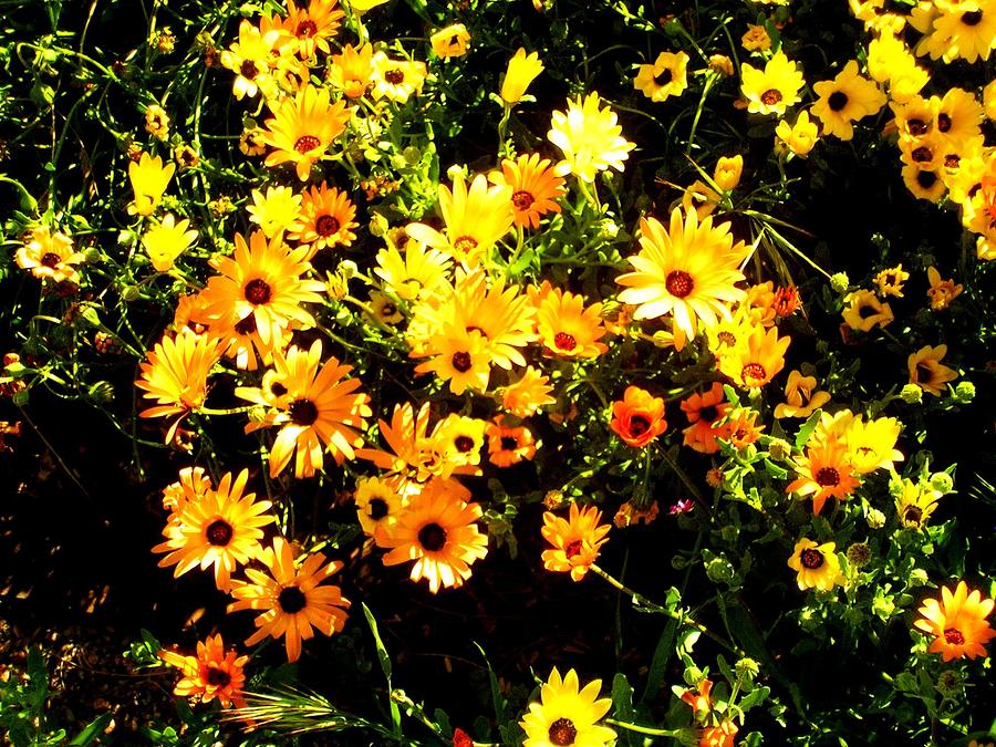 Orange  and Yellow Photograph by Jayne Kerr 