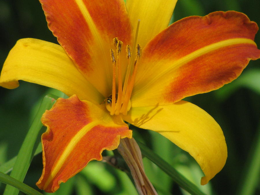Orange And Yellow Daylily Photograph by Alfred Ng