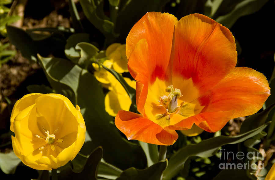Orange and Yellow Tulips Photograph by Tim Mulina