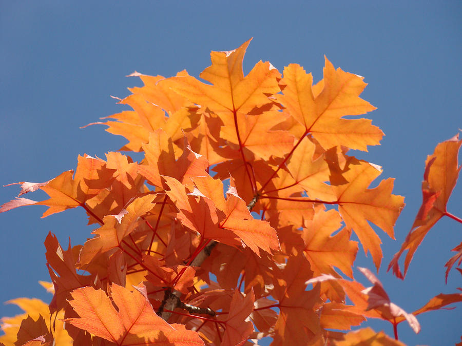 Fall Photograph - Orange Autumn Leaves art prints Blue Sky by Patti Baslee