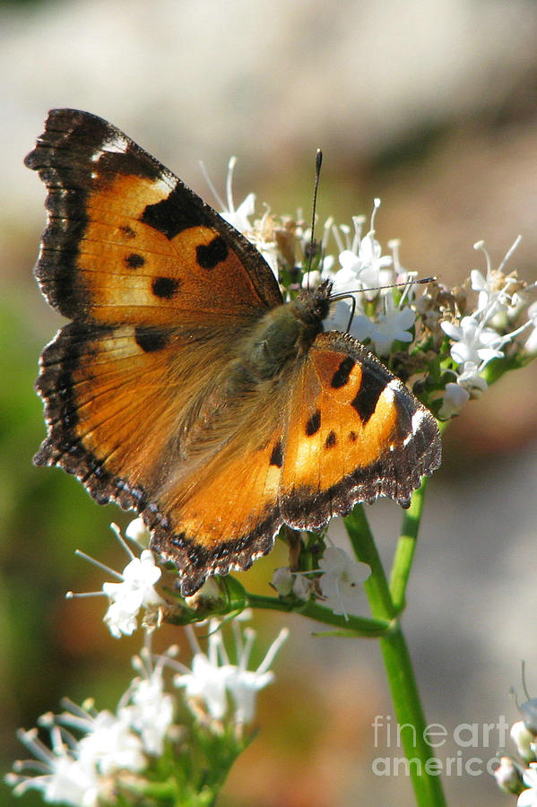 Butterfly Photograph - California Tortoiseshell by Frank Townsley