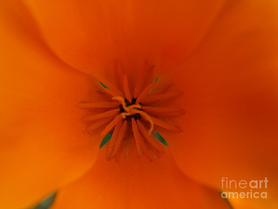 Orange Beauty Photograph by Jacklyn Duryea Fraizer