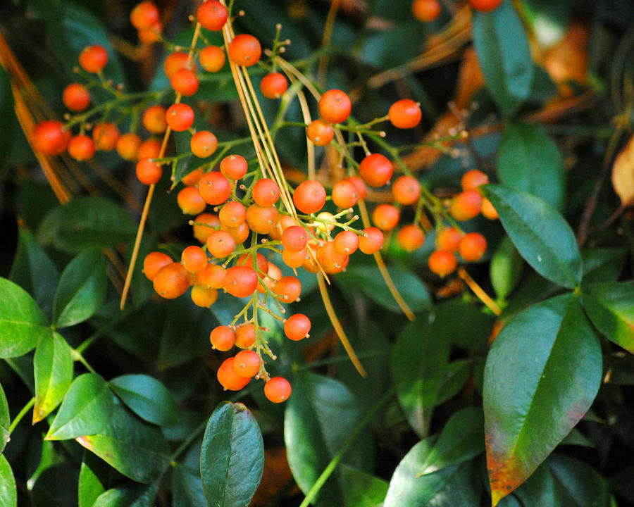 Orange Berries I Photograph by Jai Johnson