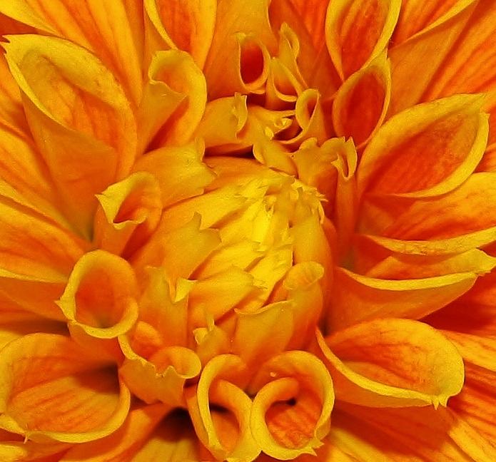 Nature Photograph - Orange Blast by Bruce Bley