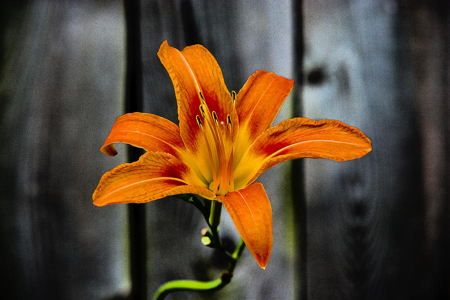 Orange Blossom Photograph by Keith Allen