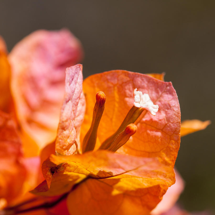 Flowers Still Life Photograph - orange Bougainvillea by Ralf Kaiser