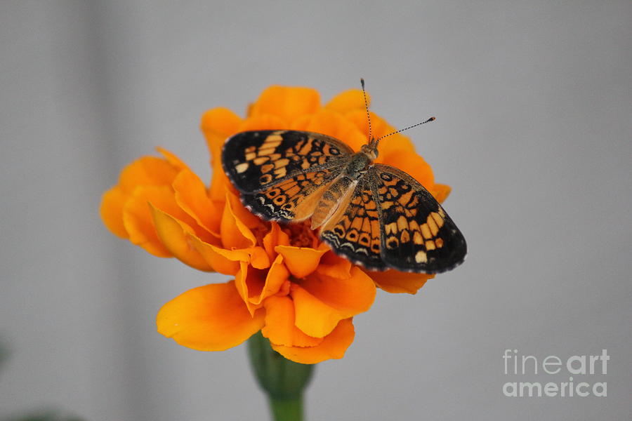 Butterfly Photograph - Orange Butterfly 1 by Sheri Simmons