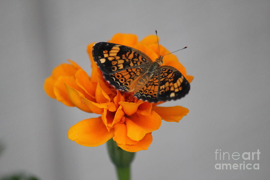 Butterfly Photograph - Orange Butterfly 2 by Sheri Simmons