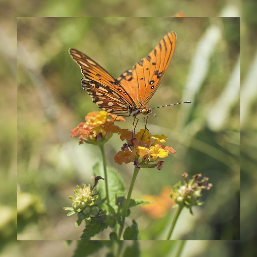 Orange Butterfly and Lantana Photograph by Alan Tonnesen