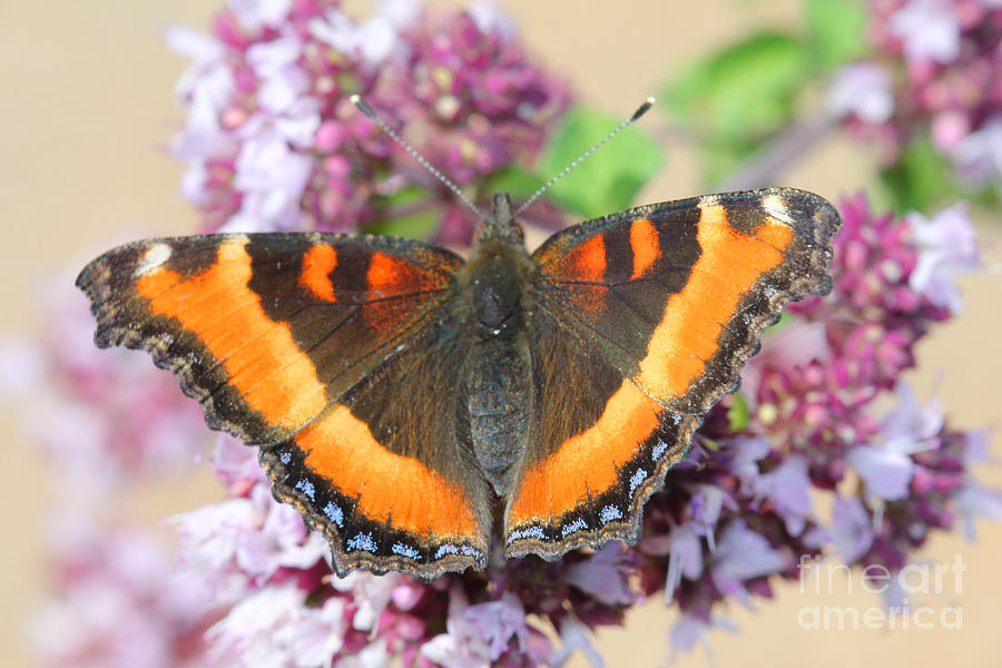 Orange Butterfly Photograph by Donna L Munro