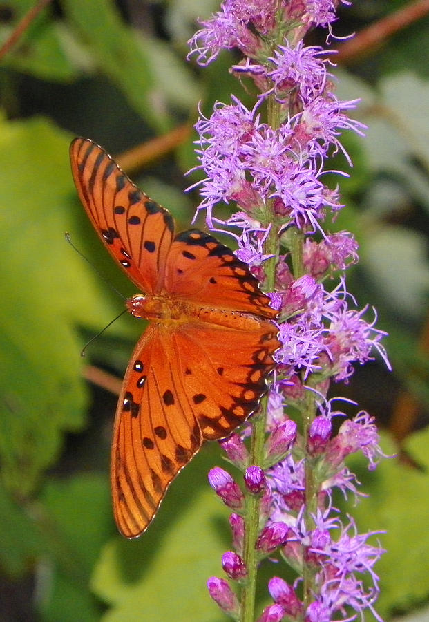 Orange Butterfly I Photograph by Sheri McLeroy