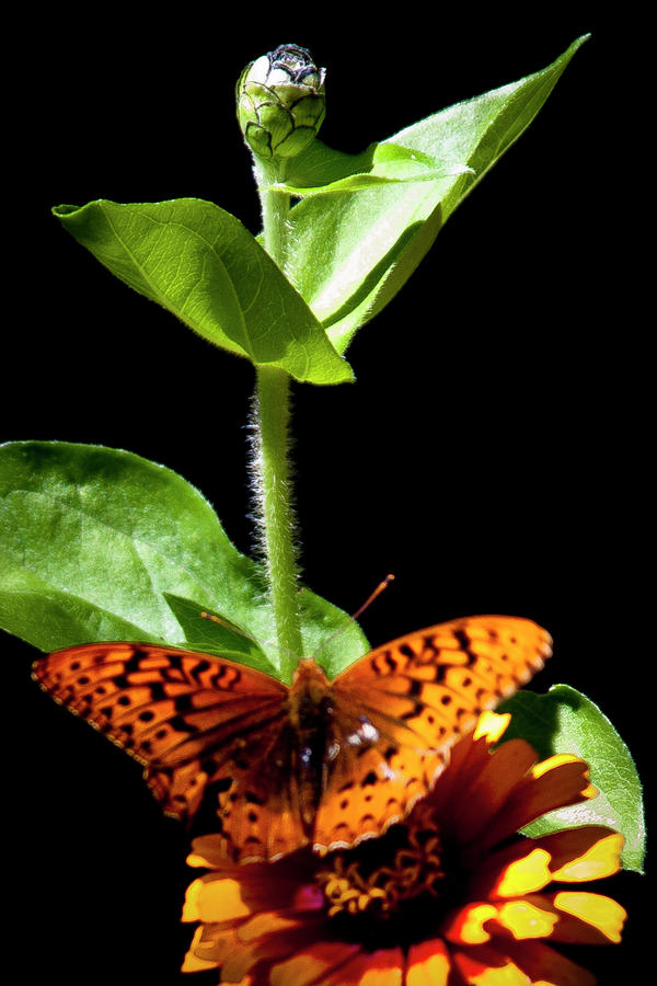 Orange Butterfly II Photograph by David Patterson
